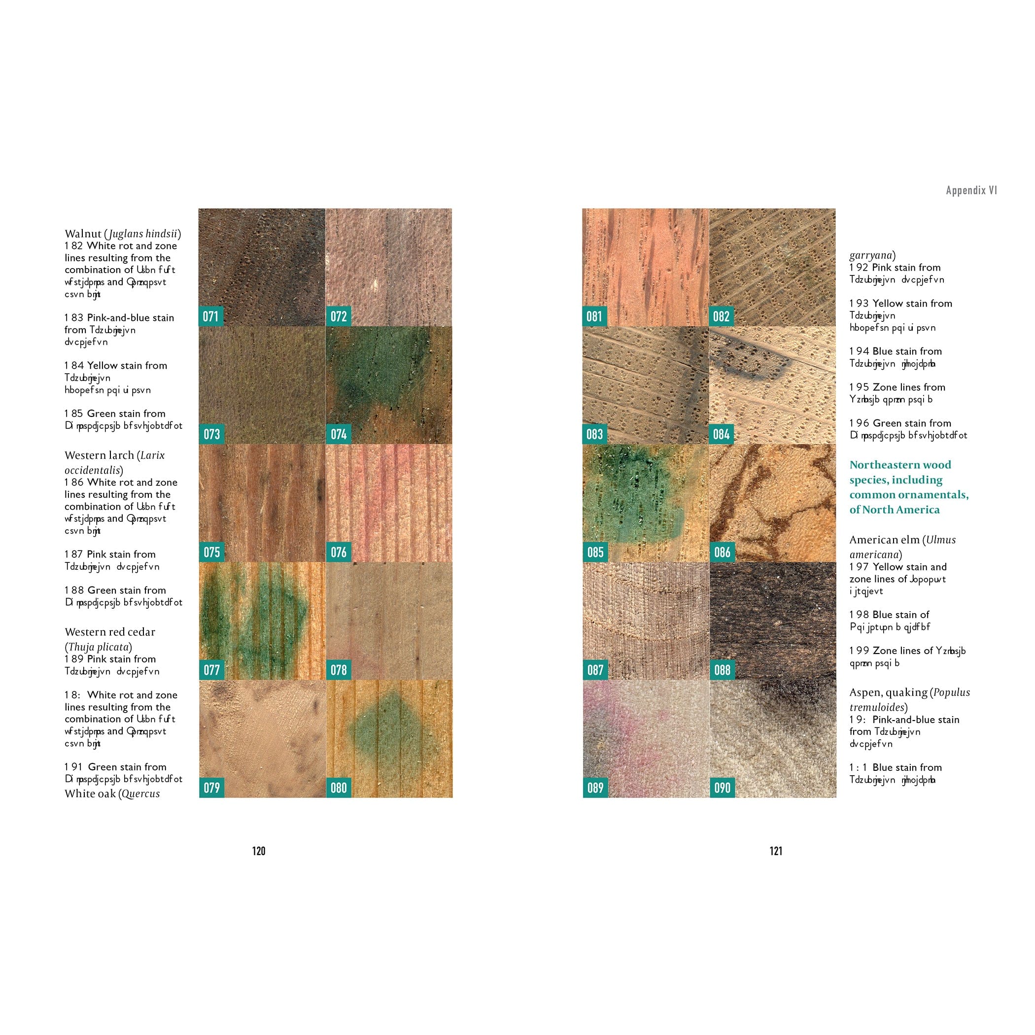Spalting 101 - Image 6